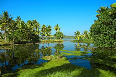 Backwaters in Kerala, India