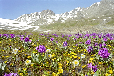 Alpine meadows. National park Ili Alatay, mountains Zailisky Alatau, Almaty area, Kazakhstan.