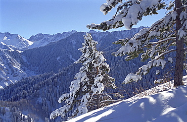 Fur-trees after the first snow in mountains. Mountains Zailisky Alatau, Almaty area, Kazakhstan.