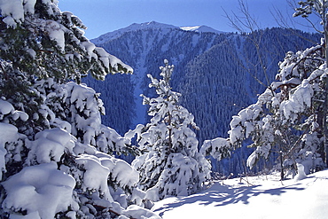 Fur-trees after the first snow in mountains. Mountains Zailisky Alatau, Almaty area, Kazakhstan.