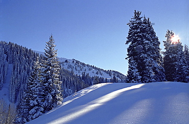 Fur-trees after the first snow in mountains. Mountains Zailisky Alatau, Almaty area, Kazakhstan.