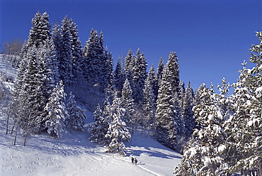 Fur-trees after the first snow in mountains. Mountains Zailisky Alatau, Almaty area, Kazakhstan.