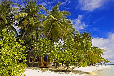 Bungalow on Vilureef Resort, Maledives.