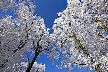 Snow landscape in the Vogelsberg, Germany.