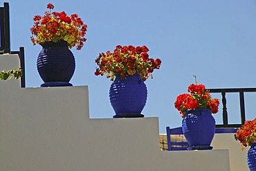 Red flowers in blue flowerpots, staircase of the tavern Oromedon, Cos , Dodecanese, Greece