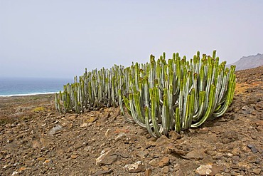 Euphorbia (Euphorbia canariensis) near Cofete, Fuerteventura, Canary Islands, Spain