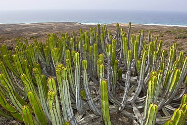 Euphorbia (Euphorbia canariensis) near Cofete, Fuerteventura, Canary Islands, Spain