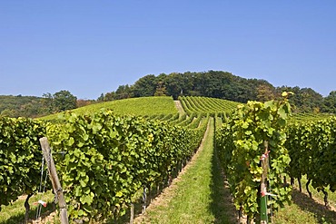 Vines on a vineyard with grapes, Rheingau, Hesse, Germany