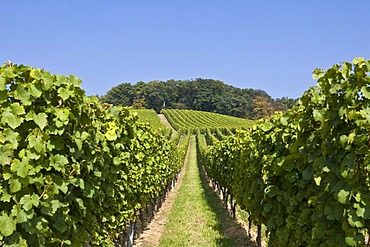 Vines on a vineyard with grapes, Rheingau, Hesse, Germany