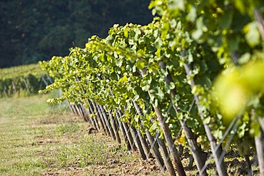 Grape-vines in vineyard, Rheingau (Rhine District), Hesse, Germany