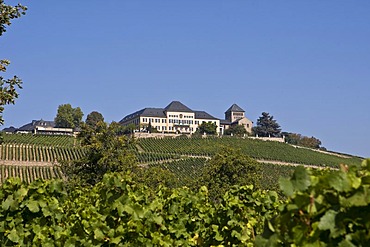 Johannisberg Castle, winery, Rheingau (Rhine District), Hesse, Germany