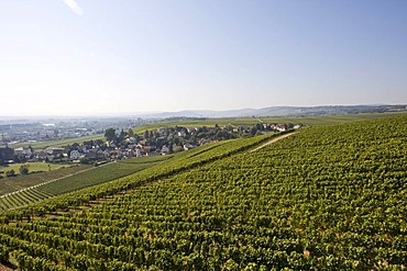 Vineyards of Johannisberg Castle, Rheingau (Rhine District), Hesse, Germany