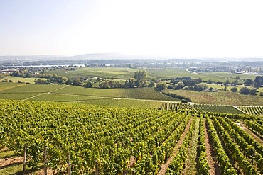 Vineyards of Johannisberg Castle, Rheingau (Rhine District), Hesse, Germany