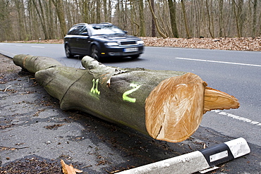 Fallen tree on the side of a road, damage after a storm in Hesse, Germany