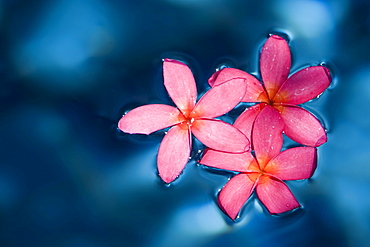 Pink blossoms floating on water