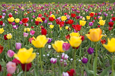 Field of different coloured tulips (Tulipa spec.), Bergstrasse mountain route, Hesse, Germany, Europe