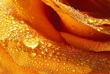 Orange rose blossom with morning dew drops in Wisley Gardens, England.