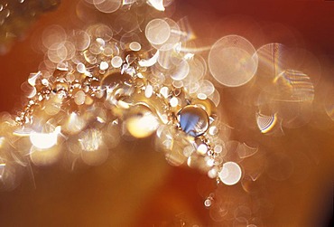 Morning dew drops on a rose.