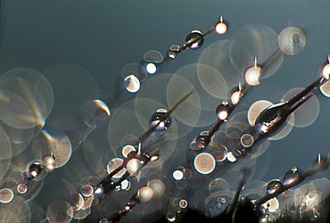 Morning dew drops on a blade of grass on a meadow.