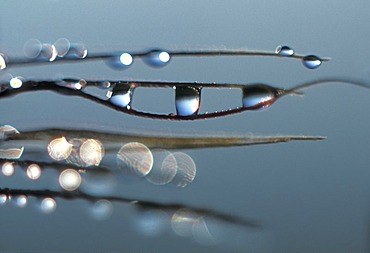 Morning dew drops on a blade of grass on a meadow.