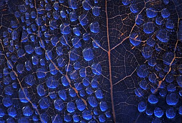 Morning dew drops on a leave of a walnut tree with the reflection of the blue sky on it.