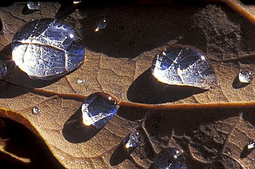 Morning dew drops on a leaf of an oak tree.