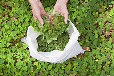 Collecting Wood Sorrell (Oxalis) for the production of remedies, Alsace, France