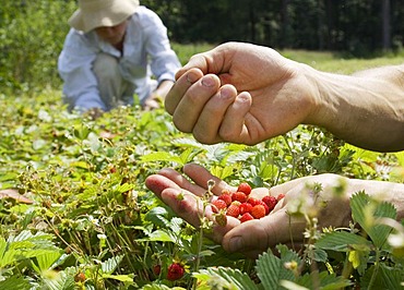 Workers of a company producing natural remedies harvesting wild strawberries for the production of remedies