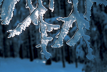 Sunlight shining through snow covered twigs in a wintry Black Forest, Baden-Wuerttemberg, Germany