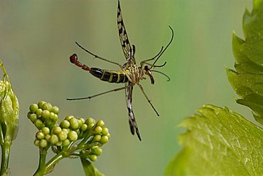 scorpion fly (Panorpa communis)