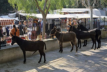 Mallorca Sineu Wednesday market donkey