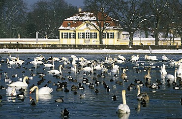 Ducks and swans Nymphenburg Munich Germany