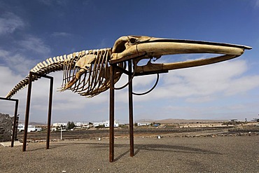 Skeleton of a whale , Las Salinas , Fuerteventura , Canary Islands