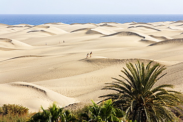 Sand dunes of Maspalomas, Playa del Ingles, Gran Canaria, Spain