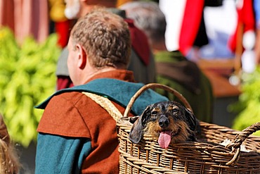 Dachshund in basket, festival "Die Schutzfrau von Muennerstadt", Muennerstadt, Rhoen, Franconia, Bavaria, Germany