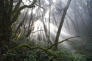 Garajonay National Park, laurel forest, laurisilva, La Gomera, Canary Islands, Spain