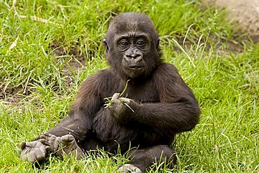 Western Gorilla (Gorilla gorilla), young animal