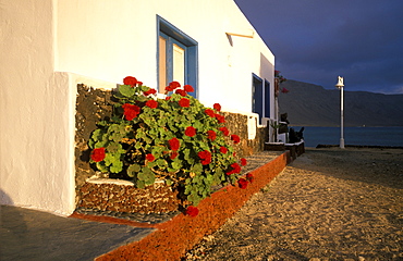 Geranium, Caleta de Sebo, La Graciosa, Canary Islands, Spain