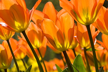 Orange tulips