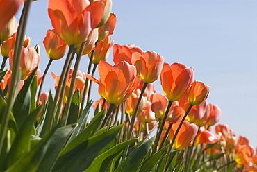 Orange tulips