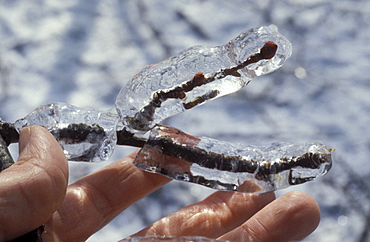 Glazed frost on branch in the hand