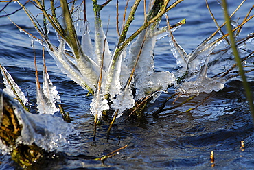 Icicles on willow branches