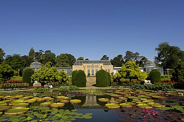 Water lily pond Wilhelma (zoo) Stuttgart, Baden-Wuerttemberg, Germany