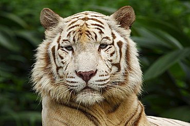 White Tiger (Panthera tigris), portrait, Singapore Zoo, Singapore, Asia