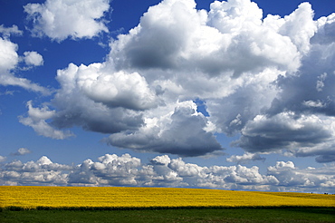 Towering Cumulus Clouds (Cumulus congestus) above a field of rape (Brassica napus) in bloom, Krembz, Mecklenburg-Western Pomerania, Germany, Europe