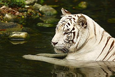 White Tiger (Panthera tigris) in Singapore Zoo, Singapore, Asia