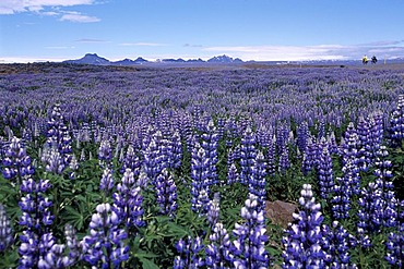 Meadow with Lupines, Kjoelur Route, Iceland