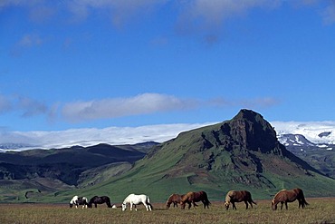 Iceland horses, Hoefn, Iceland