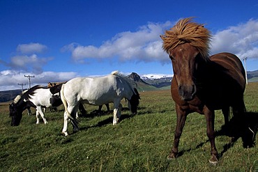 Iceland horses, Hoefn, Iceland