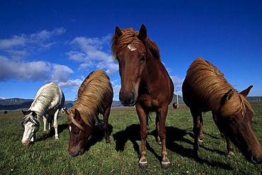 Iceland horses, Hoefn, Iceland